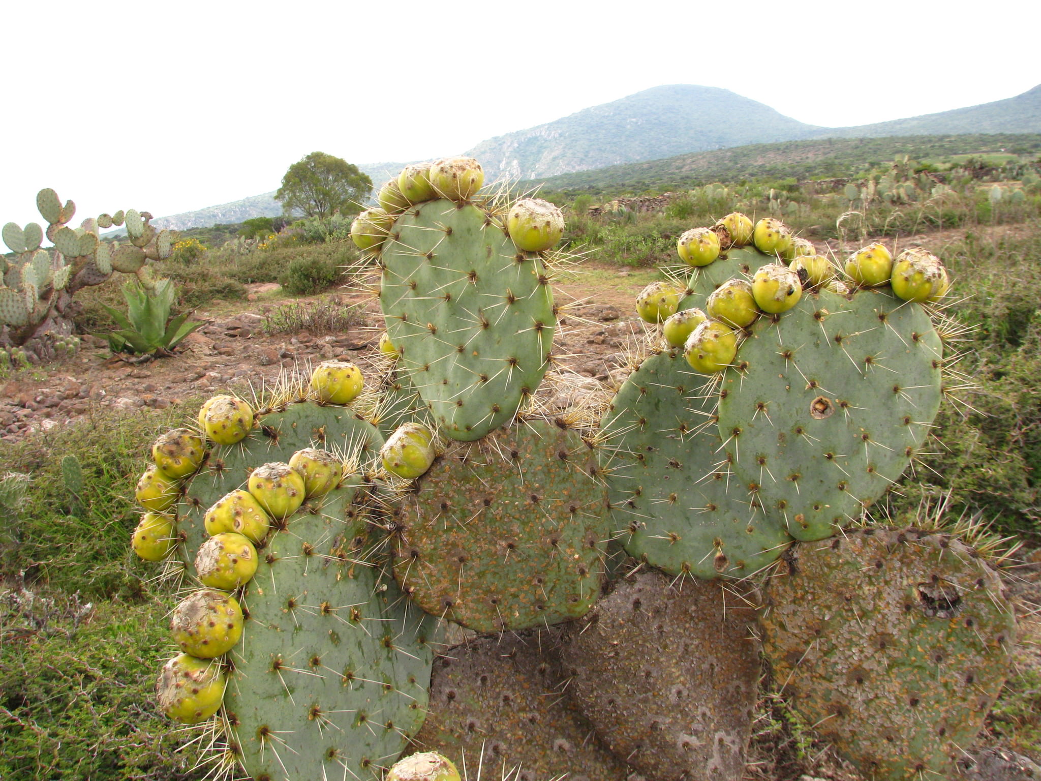 Opuntia robusta